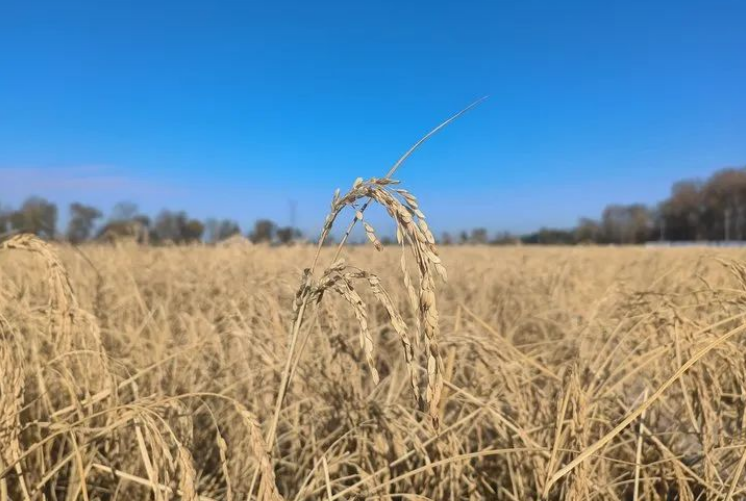 20241104102846533.png 20241104102846533.png