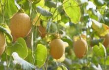 瓜果飄香、水稻金黃 這里黃沙變“黃金” 千畝荒灘變良田