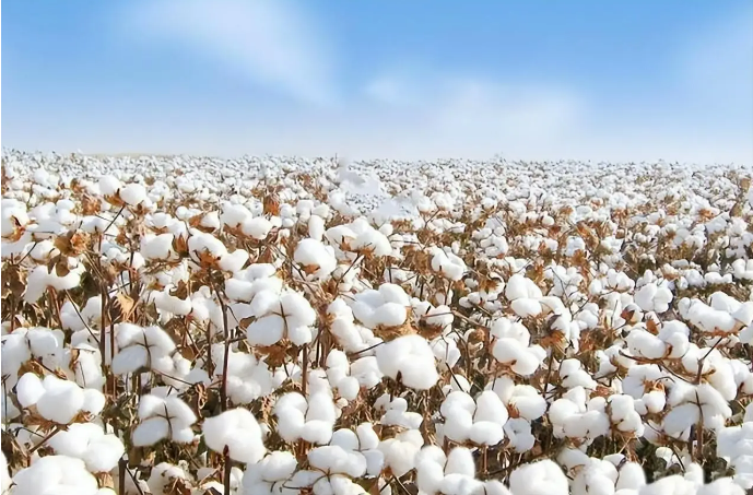 2024年全國棉花總產(chǎn)量616.4萬噸，增長9.7%