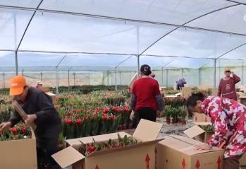 鮮花經(jīng)濟“熱氣”升騰 各地供銷兩旺熱熱鬧鬧迎新年