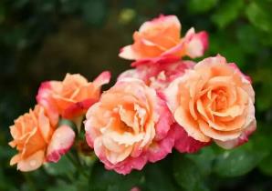 我國已有近三百個城市確立市花 花開四時 城城有景