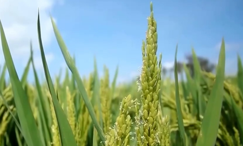 歷經(jīng)3年普查 我國農(nóng)業(yè)種質(zhì)資源亮“家底”