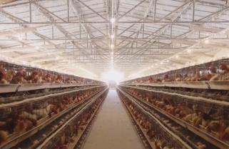 雞蛋消費(fèi)進(jìn)入旺季 蛋雞養(yǎng)殖效益處于高水平 養(yǎng)殖戶積極擴(kuò)欄