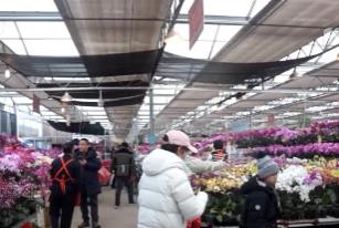 迎新春“花”樣多：賞年宵花、吃花餑餑，傳統(tǒng)年味再升級