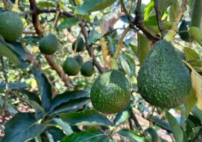 云南孟連縣 “尋找到的好地方”變身中國(guó)牛油果之鄉(xiāng)