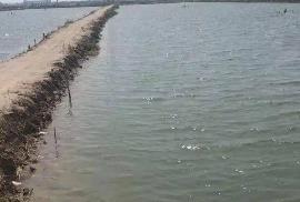 2024年肥水行業(yè)發(fā)展成效顯著