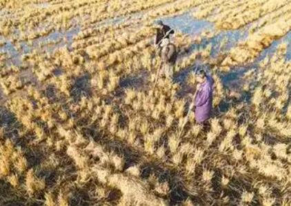 到2030年，全國(guó)優(yōu)質(zhì)飼草產(chǎn)量有望達(dá)到1.3億噸——飼草產(chǎn)業(yè)迎“三增”