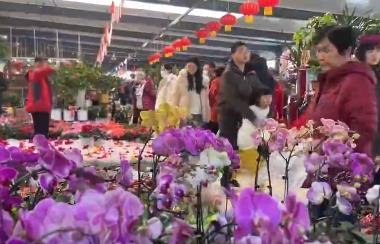 花卉市場(chǎng)年味濃 年宵花經(jīng)濟(jì)火出圈