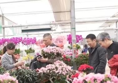 花卉市場(chǎng)年宵花走俏 消費(fèi)者爭(zhēng)相選購迎新春