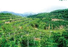 中國熱科院：加快發(fā)展熱帶農(nóng)業(yè)新質(zhì)生產(chǎn)力