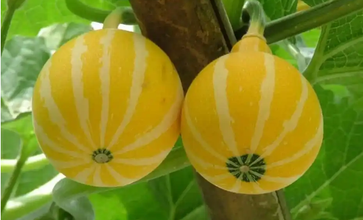 安徽泗縣擦亮“中國(guó)金絲絞瓜之鄉(xiāng)”名片