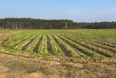 “中國梅菜之鄉(xiāng)”的產(chǎn)業(yè)進(jìn)階之路