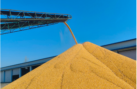 國家糧食和物資儲備局部署進(jìn)一步做好玉米收購