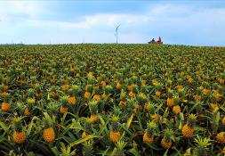 城市與農(nóng)村連通 廣東尋找農(nóng)業(yè)高質(zhì)量發(fā)展“金鑰匙”