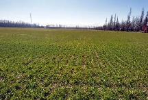 黃淮海主產(chǎn)區(qū)加強冬小麥田間管理