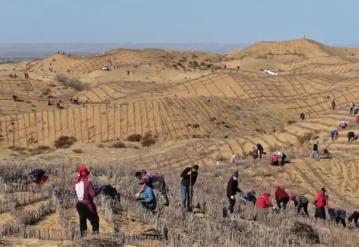 1954萬(wàn)畝！內(nèi)蒙古2024年完成防沙治沙任務(wù)居全國(guó)首位