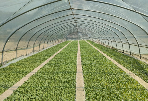 廣西隆林：精心呵護(hù)“振興苗”，繪就鄉(xiāng)村振興新篇章