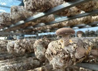 “中國高原食用菌之鄉(xiāng)”小菌菇成致富新引擎