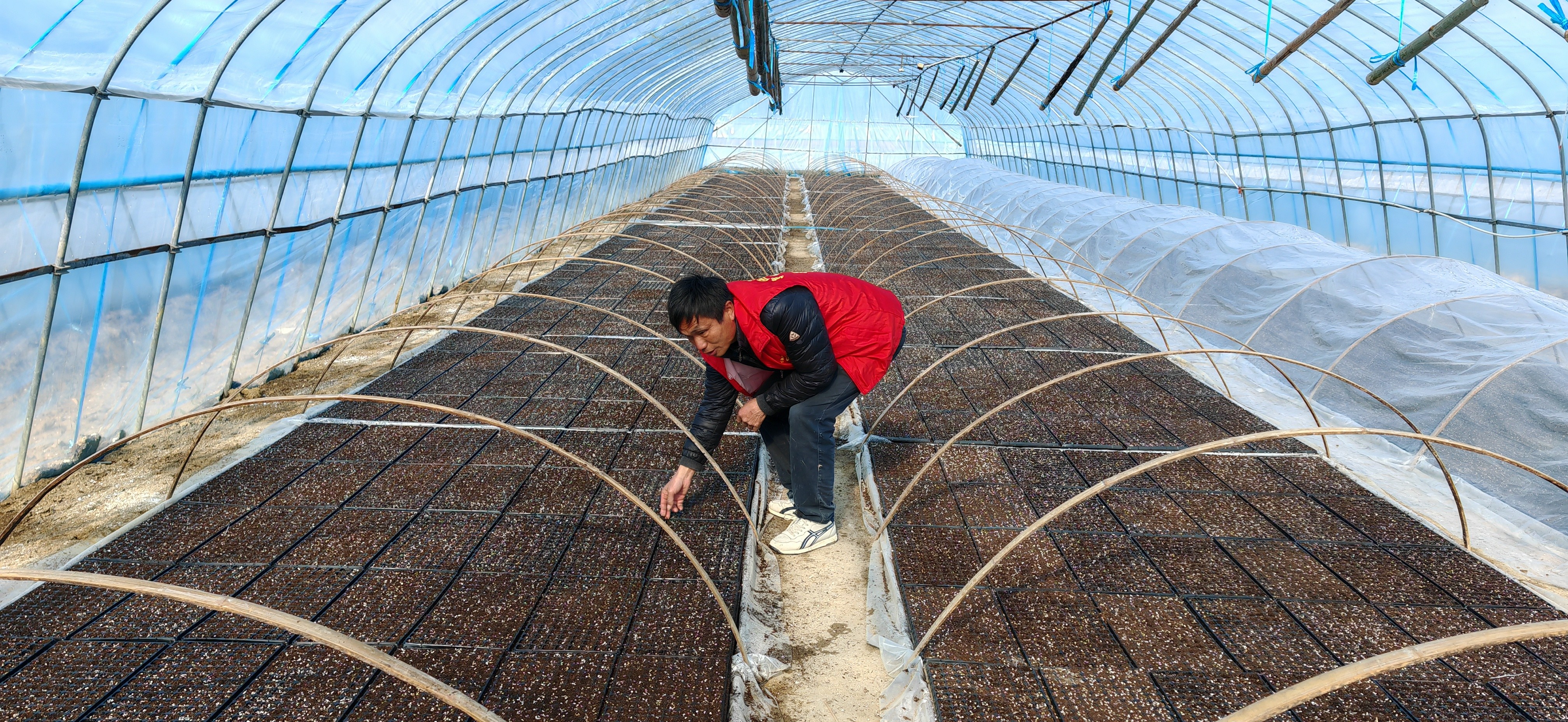 育苗隊長的堅守與奉獻(xiàn)：播撒希望的種子，孕育豐收的輝煌