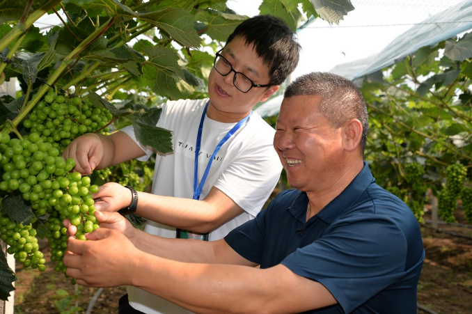 安徽滁州來安：“櫻花谷”上別樣紅