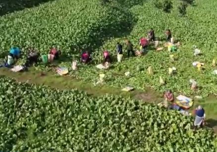 春暖花開農(nóng)事忙 希望的田野上奏響鄉(xiāng)村振興“活力樂章”