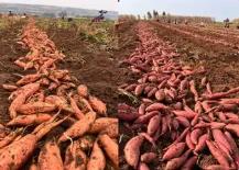 河南汝陽(yáng)：年產(chǎn)值超2億，“薯光”成“高光”