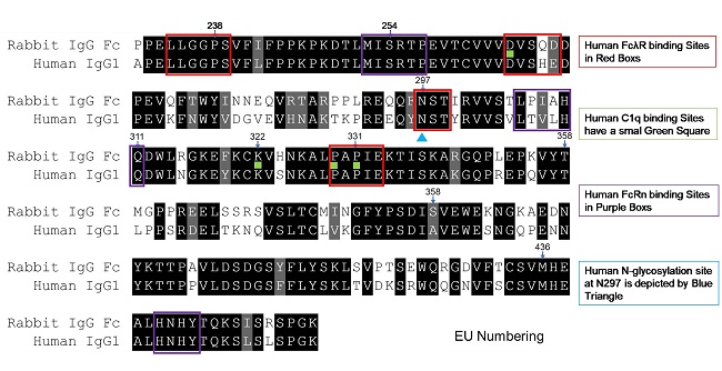 突破傳統(tǒng)，F(xiàn)cZero-rAb?新型Fc沉默流式抗體正式上線！