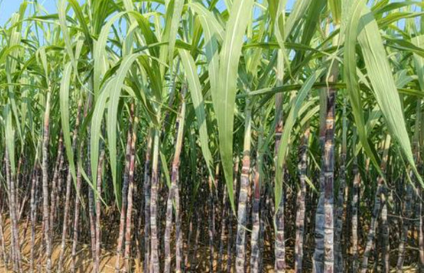 全國首個(gè)甘蔗智慧農(nóng)場(chǎng)在廣西崇左建成