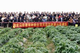 國(guó)家馬鈴薯育種聯(lián)合攻關(guān)助力冬作馬鈴薯產(chǎn)業(yè)發(fā)展
