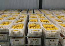 黑龍江省農(nóng)產(chǎn)品質(zhì)量安全監(jiān)測合格率穩(wěn)定在98％以上