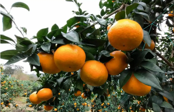 “中國(guó)沃柑之鄉(xiāng)”南寧市武鳴區(qū)：延鏈增收煥發(fā)新氣象