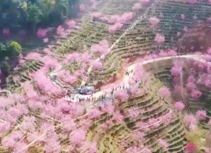 “繁花盛宴”燃爆“春日經(jīng)濟” 賞花游帶動旅游熱度持續(xù)走高