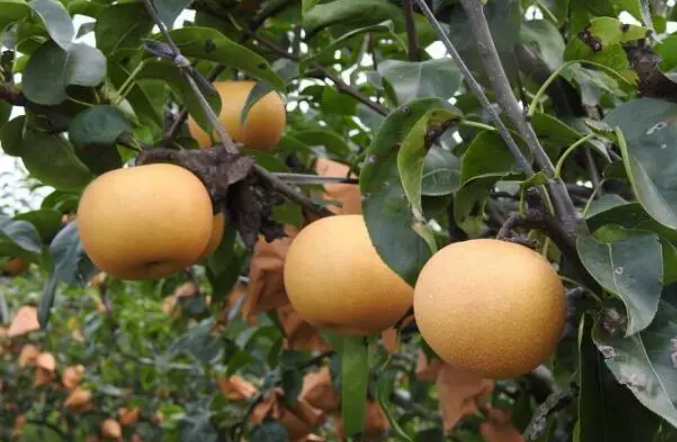 “中國(guó)梨鄉(xiāng)”山東萊陽(yáng)數(shù)智化轉(zhuǎn)型成為產(chǎn)業(yè)升級(jí)新引擎