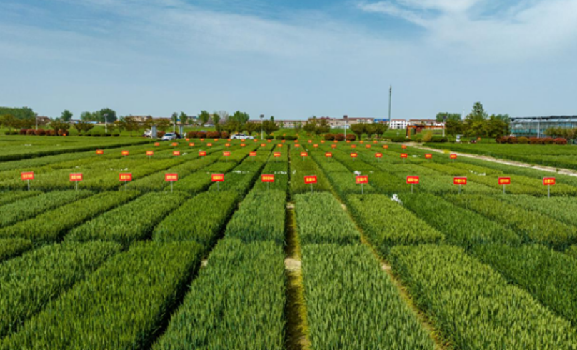 落實中央一號文件精神 安徽農(nóng)墾集團(tuán)強(qiáng)化現(xiàn)代農(nóng)業(yè)示范帶動作用