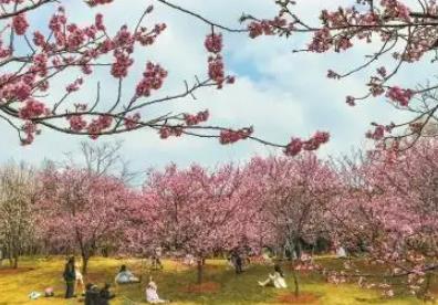 錯峰游玩，今年推夜間賞櫻