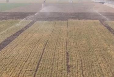 智能物聯(lián)賦能春耕“加速度” “智慧農(nóng)田”夯實(shí)夏糧豐收基礎(chǔ)