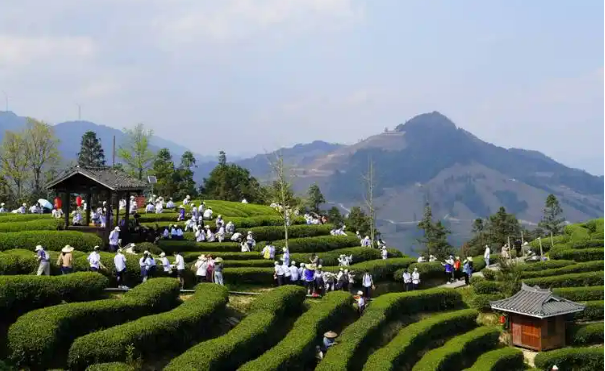 廣西三江：茶旅融合走好鄉(xiāng)村振興路