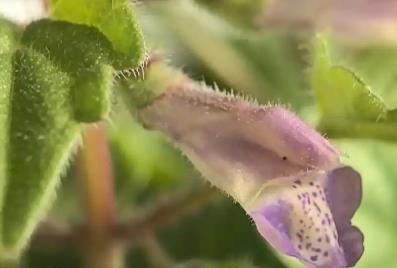 從“遺世獨(dú)立”到千株綻放 山西黃芩實(shí)現(xiàn)規(guī)?；庇?></a></div><!-- img end -->	<div   id=