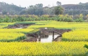 春暖花開時踏春賞景逐漸火熱 以花為“媒”促“春日經(jīng)濟”盛放