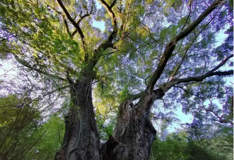 各地加強(qiáng)保護(hù)古樹名木 守護(hù)“綠色記憶”