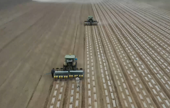 “天上導(dǎo)”“地里察”“空中拍” 關(guān)中平原麥田科技種糧展現(xiàn)“立體智慧”