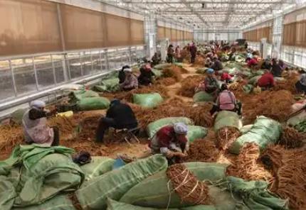 云南大關(guān)：打響“云藥之鄉(xiāng)”品牌