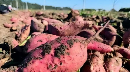 山東棲霞紅薯產(chǎn)業(yè)助力鄉(xiāng)村振興