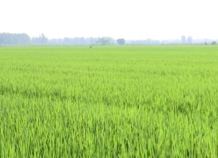 湖北仙桃：打造江漢平原新時代“魚米之鄉(xiāng)”