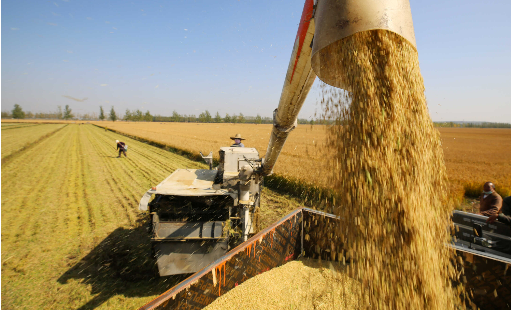 從雜交水稻到人工智能 中國(guó)對(duì)外援助“小而美”項(xiàng)目共創(chuàng)“大心愿”
