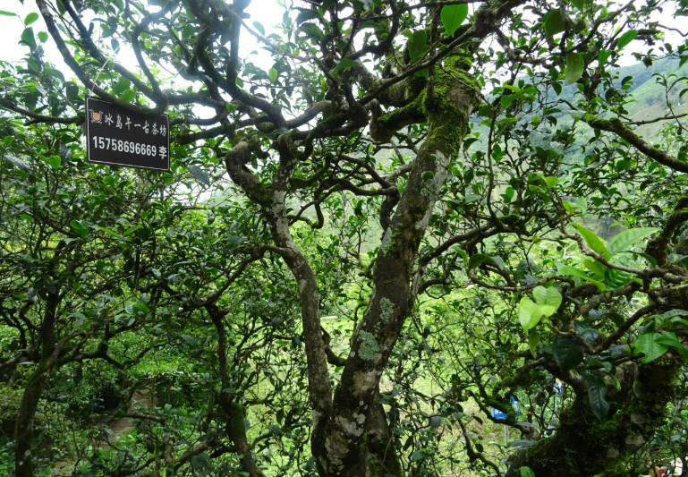 我國科研人員解碼茶樹基因組遺傳變異圖譜