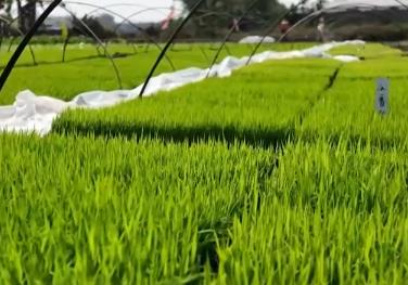 今年廣東水稻產(chǎn)量如何“粵”上新臺階？從一線看萬象“耕”“新”