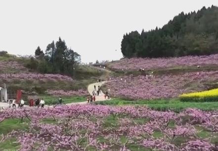 以“花”為媒、以“旅”促農 勾勒鄉(xiāng)村振興新圖景