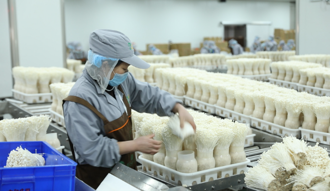 打造新“鮮”品牌 釋放致富“蘑”力