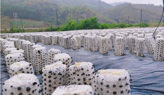 特色產(chǎn)業(yè)“掘金”助力群眾持續(xù)增收——廣西田林鄉(xiāng)村振興一線見聞